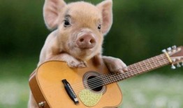 粉色的猪陈佩奇吃瓜视频,趣味视频背后的故事