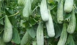 吃瓜植入广告视频,趣味植入解锁新视角