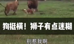 搞笑吃瓜的搞笑视频,让你笑到肚子疼