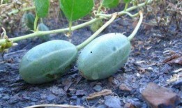 扒皮瓜发芽可以吃吗视频,扒皮瓜发芽后能否食用揭秘