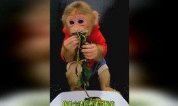 猴哥饿了吃哈密瓜视频大全,视频大全里的甜蜜冒险