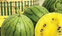 日本人吃黄心瓜视频大全,黄心瓜的独特风味之旅