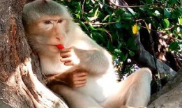 一个女人吃瓜吃成猴子原视频,女子吃瓜吃成“猴子”变脸记