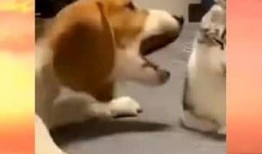 隔壁吃瓜群众视频,一场引人入胜的邻里风云