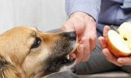 树瓜狗狗可以吃吗视频,狗狗能否享用树瓜美味？