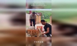 狗哥吃瓜事件视频大全,视频大全揭秘网络热点背后的真相