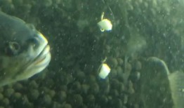 咪子鱼吃瓜现场视频播放,精彩瞬间大盘点