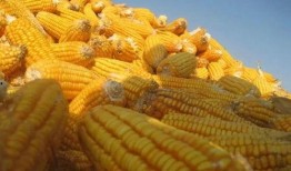 玉米地里吃瓜的视频,一场别开生面的吃瓜盛宴