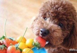 泰迪吃佛手瓜好吗视频