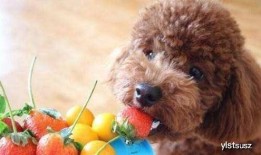 泰迪吃佛手瓜好吗视频