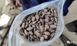 湖北松滋吃瓜视频,一场夏日乡村的欢乐盛宴