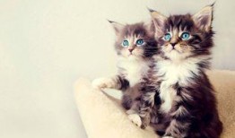 深夜吃瓜小猫咪视频播放,猫咪吃瓜视频走红网络