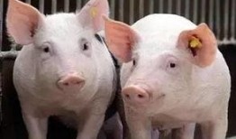 小猪吃瓜可爱视频