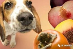 生角瓜能给狗吃吗视频大全,视频大全解析