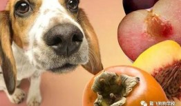 生角瓜能给狗吃吗视频大全,视频大全解析