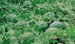 江苏学姐吃瓜视频大全,揭秘校园生活趣味瞬间