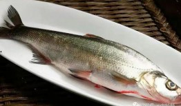 咪子鱼吃瓜现场视频播放,精彩瞬间大盘点