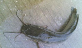 咪子鱼吃瓜现场视频播放,精彩瞬间大盘点