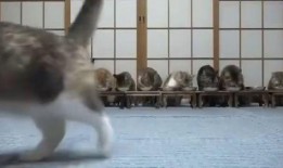 黑马闹腾吃瓜视频,揭秘网络热点的背后故事