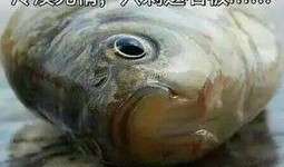 瓜哥吃瓜奇怪的鱼视频大全,揭秘吃瓜奇怪的鱼视频大全