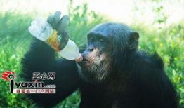 猩猩吃瓜的视频,解锁动物界的趣味瞬间