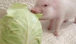 小猪吃瓜可爱视频