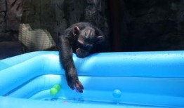 猩猩吃瓜的视频,解锁动物界的趣味瞬间