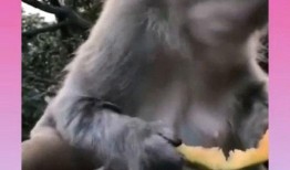 母猴子吃瓜配音视频播放,萌态可掬，笑料百出