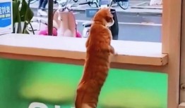 隔壁的吃瓜视频在线播放,揭秘热门事件背后的真相