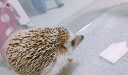 刺猬吃瓜原视频,一场萌趣横生的自然奇观