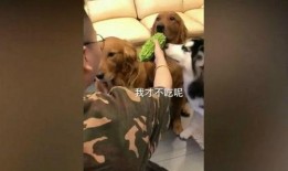 二哈吃瓜被金毛咬视频,上演宠物界“抢食大战”
