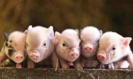 粉色的猪陈佩奇吃瓜视频,趣味视频背后的故事