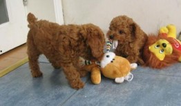 泰迪吃佛手瓜好吗视频