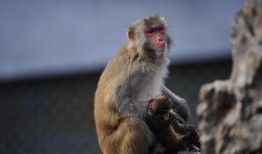 母猴子吃瓜配音视频播放,萌态可掬，笑料百出